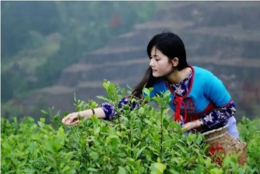 孔雀河在安溪等你